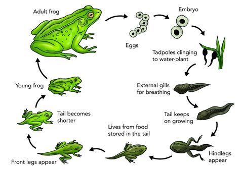 life cycle frog - Google Search | Lifecycle of a frog, Frog life, Life ...