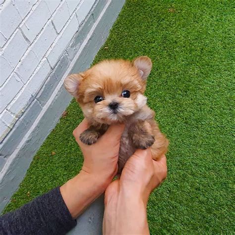 Soonyi - Female Teacup Morkie | Mini Teacup Puppies