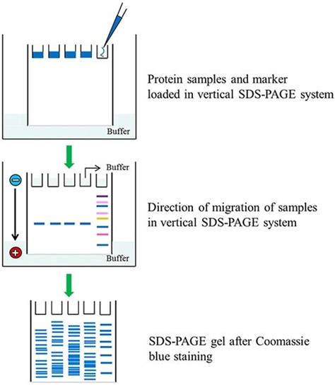 Introduction to PAGE | Sigma-Aldrich