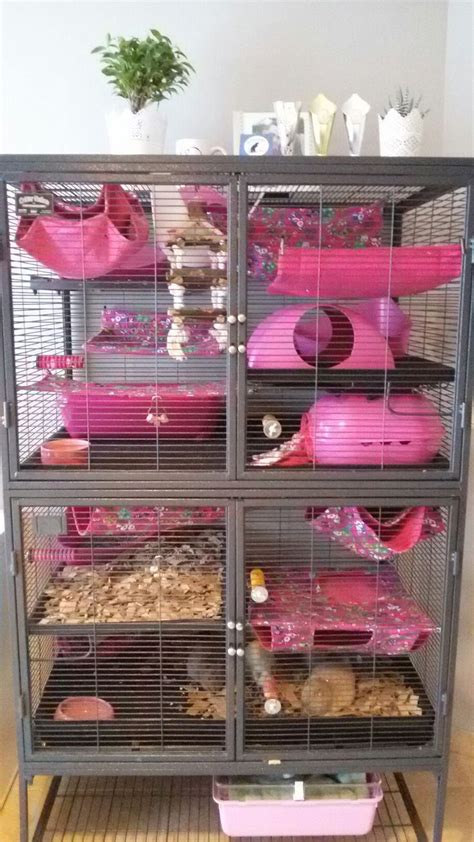 Critter Nation - Rat cage - My cage setup this week. Sarah Fourgon ...