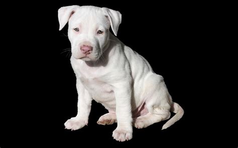 358 Classic to Unique Pitbull Names for your Perfect Puppy