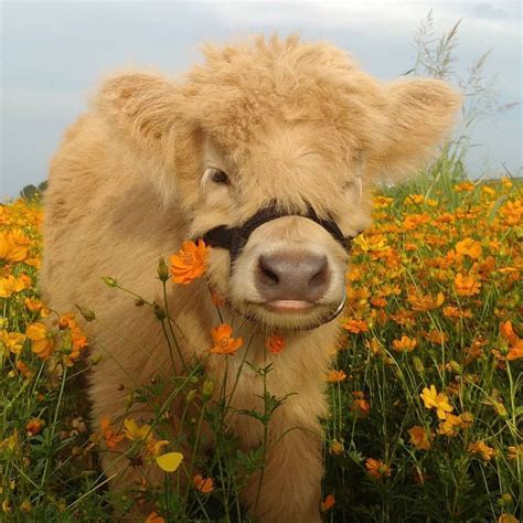 CLO on Instagram | Fluffy cows, Cute baby cow, Cute animals