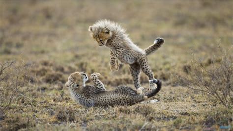 Cheetah Cubs PlayingCheetah Cubs Playing | Most Beautiful Images