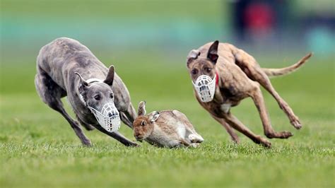 Why does a rabbit flash its white tail when its being chased?