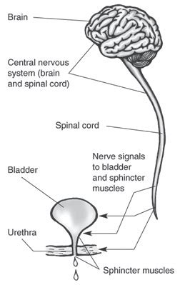 neuropathic bladder – Liberal Dictionary