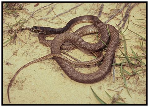 Eastern Coachwhip Snake | Florida Backyard Snakes