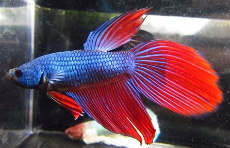 Pre-Order Assorted Color Dragon Scale Male Betta - TRiN's Tropical Fish