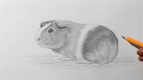 How to Draw a Guinea Pig | Pencil Drawing For Beginners - YouTube