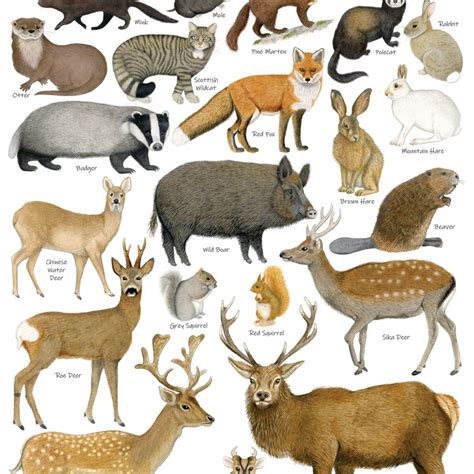 British Land Mammals Identification A3 Poster, Art Print, Chart