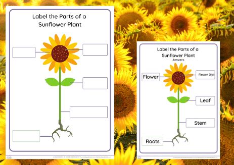 Sunflower Parts And Functions