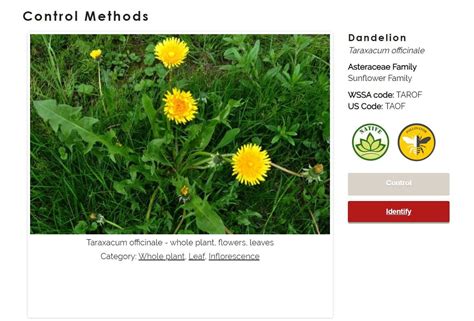 Dandelion | Cornell Weed Identification