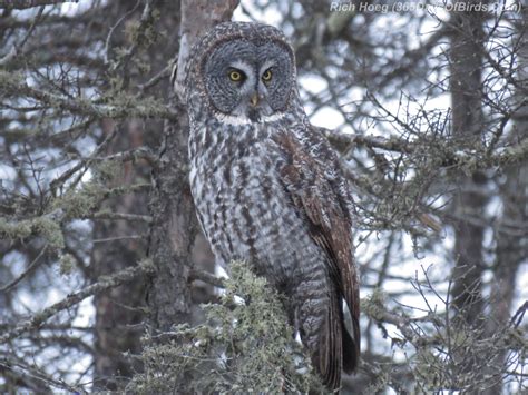 Day 329: Owls, Owls and more Owls! | 365 Days of Birds