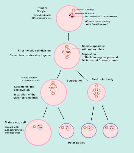 Haploid Cell | Overview, Life Cycle & Examples | Study.com