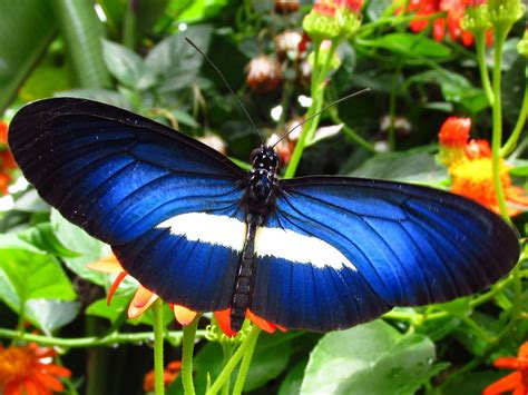 Heliconius erato chestertonii (Lepidoptera: Heliconiinae) in Chinchiná ...