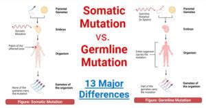 Somatic Mutation vs. Germline Mutation: 13 Key Differences