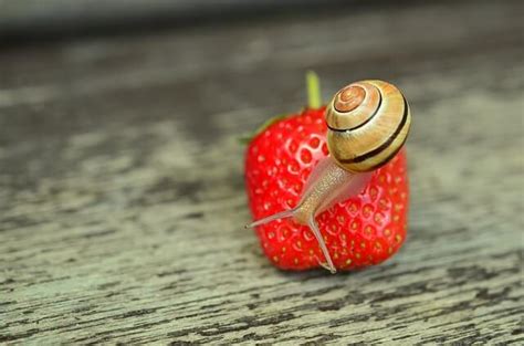 Male Snail Names - Browse Thousands Of Male Snail Names | Name Your Pets