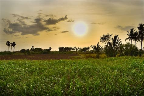 HD wallpaper: india, tamil nadu, village, nature, sun, sunset, trees ...