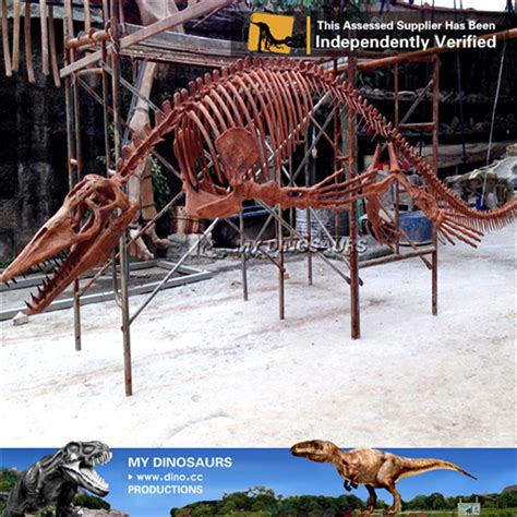 AS-008 Museum Exhibit Mosasaurus Skeleton for Sale | My Dinosaurs