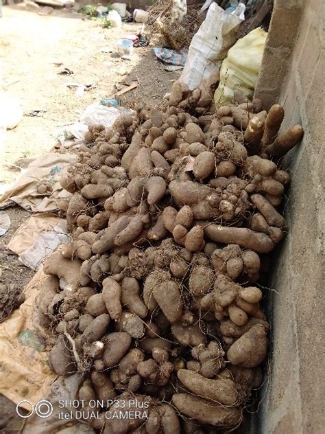 Yam Farming A Means Of Livehood In Nigeria - Agriculture - Nigeria