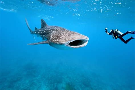 Convive con el Tiburón Ballena en Holbox - Nirik