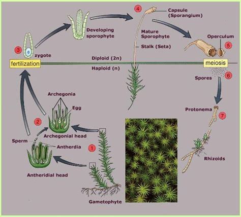 life cycle and reproduction — TEXAS BRYOLOGY