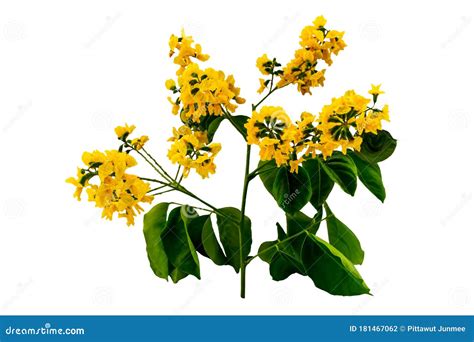 Closed Up Yellow Flower of Burmese Rosewood or Pterocarpus Indicus ...