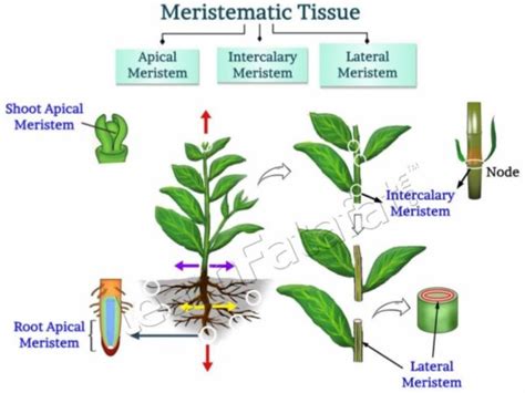 Meristematic Tissue | CBSE Class 9 Chapter 6 Tissues