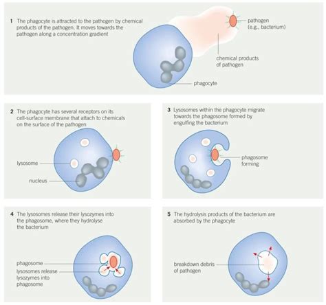 Phagocytosis Diagram Bilayer Engulfing