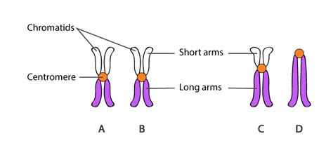 Centromeres - Structure, Functions and Types of Centromeres