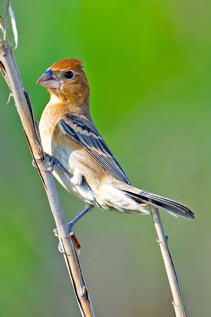 Female Blue Grosbeak | Flickr - Photo Sharing!