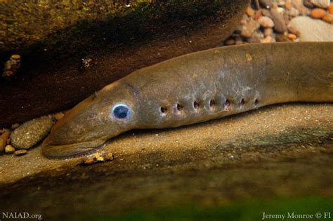 Pacific Lamprey | A Pacific Lamprey rests on a streambed bou… | Flickr