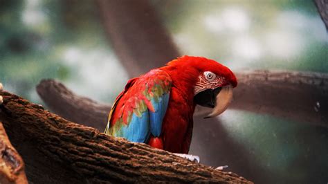 Macaw Parrot Closeup Wallpaper,HD Birds Wallpapers,4k Wallpapers,Images ...