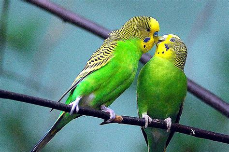 Learn All About Pet Budgie Birds