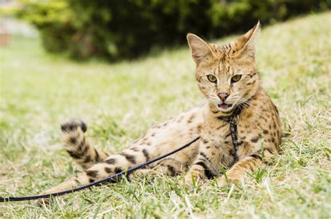 Bengal vs Savannah Cats: Everything You Should Know - Bengal Cat Care