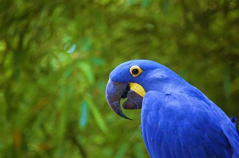 Blue Parrot by AZSPhotography on DeviantArt