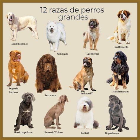 Razas De Perros Peludos Gigantes