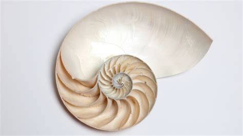 Golden Ratio In Nature