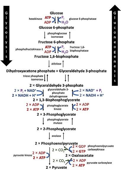 What are the Products of Glycolysis? | Free Expert Q&A | bartleby