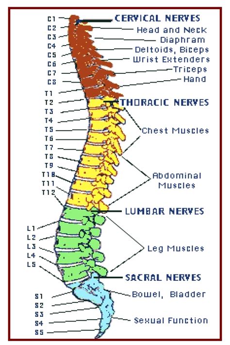 Spinal Column Nerve Anatomy | Images and Photos finder