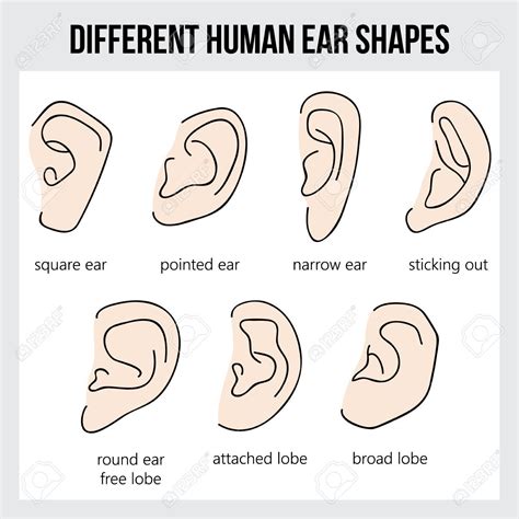 Different Human Ear Shapes. All Types Of Ears. Royalty Free Cliparts ...