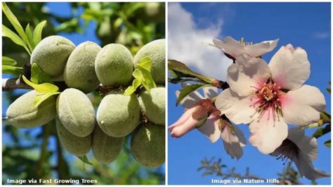 12 Different Types of Almond Trees & Identifying Features