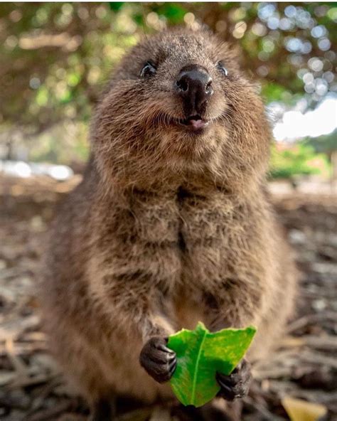 #quokka #quokkas #quokkalove #earth #world #nature #wildlife #adorable ...