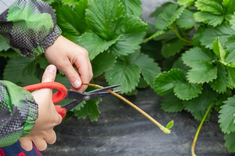 What Are Strawberry Runners? (Stolons) – Strawberry Plants