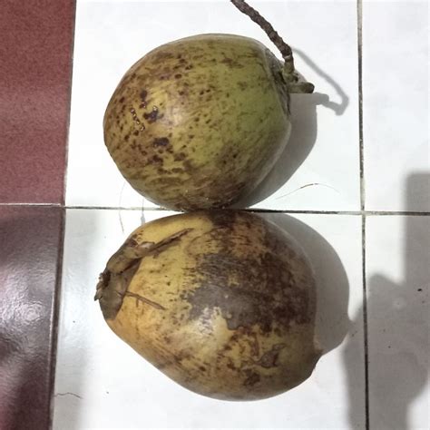 Jual Buah Kelapa Kopyor / Puan Asli | Shopee Indonesia