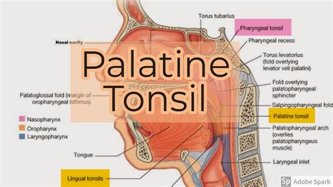 Palatine Tonsils - YouTube