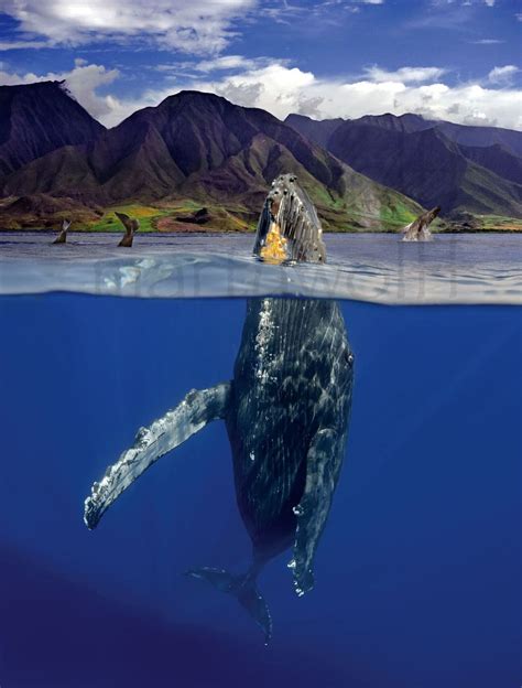 A Pod Of Humpback Whales Surfaces Dives And Breaches - Maui Hands