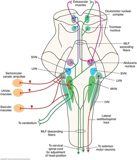 Pin auf Neuroscience & Sensory Integration