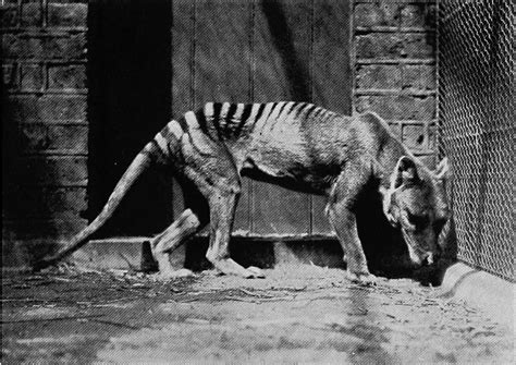 The Last Known Photographs of the Now Extinct Thylacine, Known as the ...