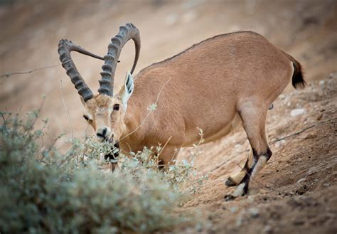 Top 10 tourist sites for animal lovers in Israel - ISRAEL21c