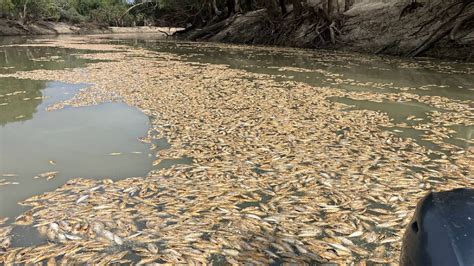 Menindee fish kill described as ecological disaster as residents cart ...